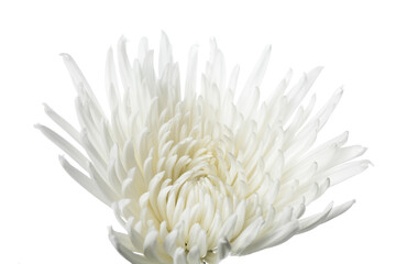 Chrysanthemum anastasia white. Close up beautiful flower isolated on white studio background. Design elements for cutting. Blooming, spring, summertime, tender leaves and petals. Copyspace.