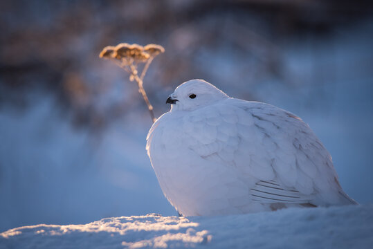 A Willow Ptarmigan catches the last rays of the setting arctic sun with Common Yarrow in the background in Yellowknife, Northwest Territories, Canada.