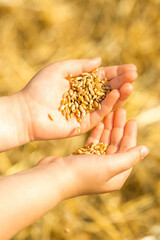 Close up of hands of child holding wheat grains in palms on the field in summer. Wheat harvest.
