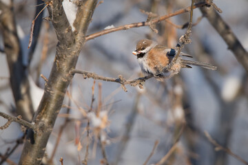 A Boreal Chickadee perched with a tasty snack from a bird feeder on a chilly morning in Yellowknife, Northwest Territories, Canada.