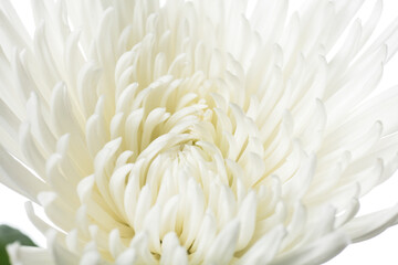 Chrysanthemum anastasia white. Close up beautiful flower isolated on white studio background. Design elements for cutting. Blooming, spring, summertime, tender leaves and petals. Copyspace.