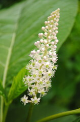 Close up of a long white flowering raceme of Indian pokeweed (Phytolacca acinosa or Phytolacca esculenta)