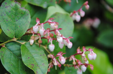 Close up of the white and pink urn-shaped flowers and leathery leaves of salal, shallon, or gaultheria (Gaultheria shallon), native to western North America