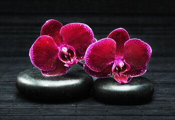 Spa concept. Flower of orchid and stones