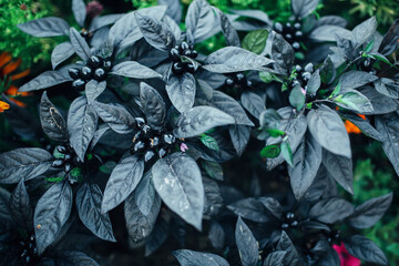 Fruit of the sort of spicy hot chilie pepper called Black Pearl