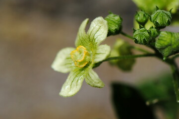 Close up of a single white male flower of white bryony or  English mandrake or ladie's seal (Bryonia dioica) a perennial climbing vine