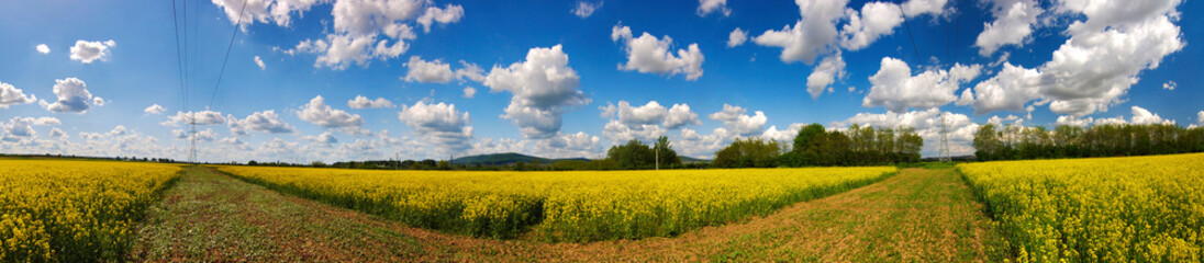 Obraz premium Beautiful rape field in panorama view
