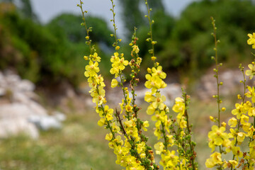 Yellow wildflower with its unique beauty, with stones and greenery in the background