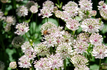 Close up of white-green flowers with a reddish shade of great masterwort (Astrantia major)