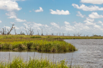 Large grassy marsh field with dead trees in the bayou of southern Louisiana on sunny day - 354623125
