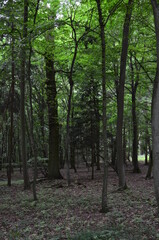 The wood in Stadtallendorf, Germany