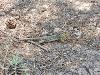 A lizard in the Serranía de Cuenca. Castilla la Mancha. Spain
