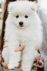 Little white puppy outdoors in the park. Close up. Pomsky puppy dog. Adorable mini husky little dog