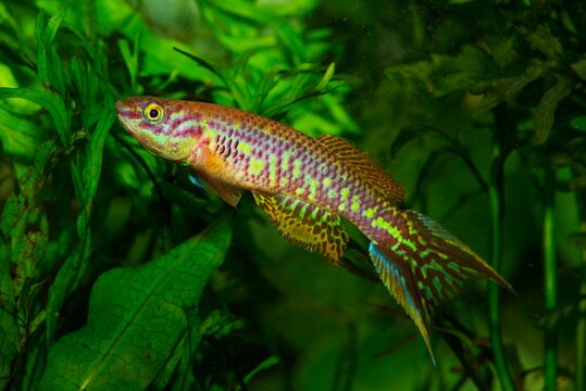 Aquarium fish. Killifish Aphyosemion kunzi VAB 16-15 African beauty