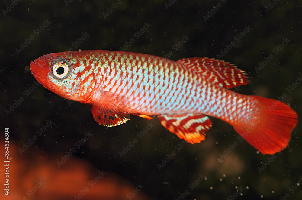 Wall mural Nothobranchius flammicomantis Kisaki is aquarium killifish from Africa.