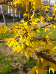 Tree branch with yellow flowers.