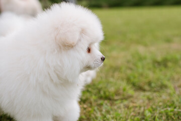 Little white puppy outdoors in the park. Close up. Pomsky puppy dog. Adorable mini husky little dog