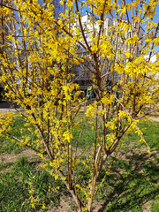 Tree branch with yellow flowers.