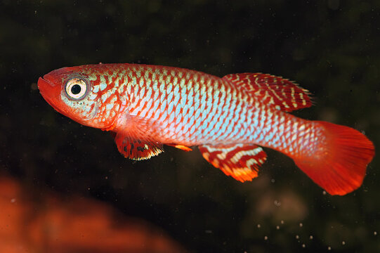 Nothobranchius flammicomantis Kisaki is aquarium killifish from Africa.