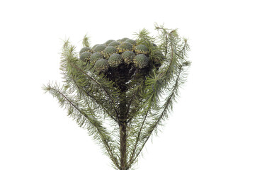 Brunia albiflora green. Close up beautiful flowers isolated on white studio background. Design elements for cutting. Blooming, spring, summertime, tender leaves and petals. Copyspace.