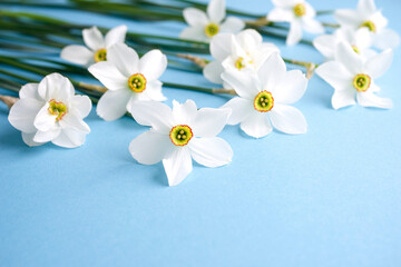 Bouquet of white flowers daffodils on blue background, copy space