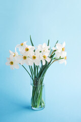 Fototapeta na wymiar Bouquet of white flowers daffodils in vase on blue background, copy space