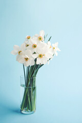 Bouquet of white flowers daffodils in vase on blue background, copy space