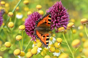 butterfly on a flower