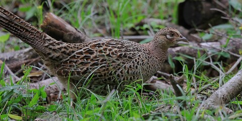 キジのメス