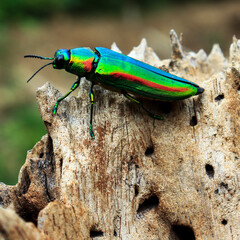 Closeup the beautiful insects on a dry trees.Insects in Thailand