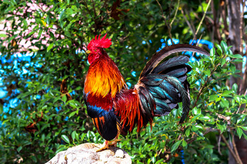 The beautiful chicken is standing on the stone in the morning.