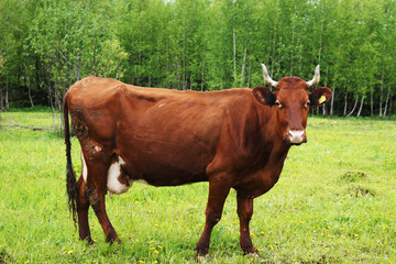  A brown cow grazes in a green flowering meadow