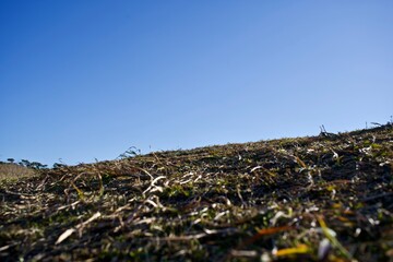Grass and blue sky view in Japan
