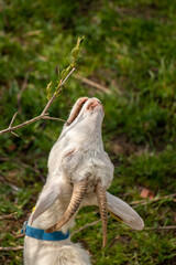 Adult domestic goat eating branches