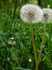 Background with white dandelions and blurred grass. Floral macro of blowballs