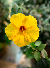 Fototapeta premium yellow hibiscus in a botanical garden on a green background