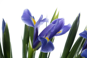 Bouquet of Iris blue magic. Close up beautiful flowers isolated on white studio background. Design elements for cutting. Blooming, spring, summertime, tender leaves and petals. Copyspace.