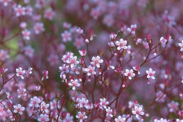 pink flowers in the garden