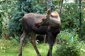 Fototapeta premium Moose Anchorage Alaska