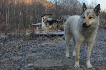 A gray hunting dog stands in the yard on a frosty spring morning, a spent cartridge case lies under its paws, and another hunting dog and a forest hill are in the background.