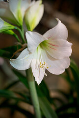 Fototapeta na wymiar white lily in a botanical garden on a green background