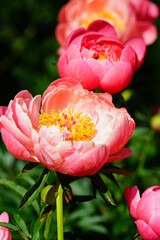 Coral herbaceous peony in bloom
