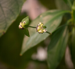 white small flowers in a botanical garden on a green background