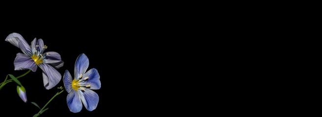 Blue Flax (Linum lewisii) on Banner ...Additional Space to Add Your Own Message or Content