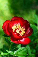 Buckeye Belle dark red peony flower with yellow anthers in bloom
