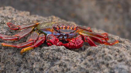 Sea crab in the foreground
