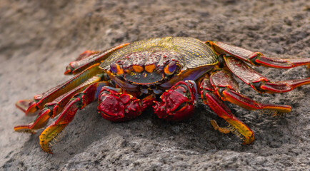 Sea crab in the foreground