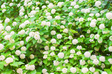 Bush with bunch white flowers and green leaves