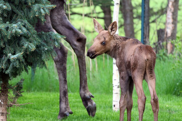 Moose Anchorage Alaska