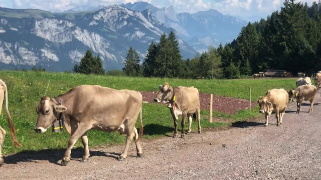 K&uuml;he im Heidiland oberhalb dem Walensee, Schweiz